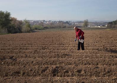 Imagen secundaria 1 - Rafael Jesús corta unos 20.000 kilogramos de espárrago en la fértil vega que hay entre Láchar y Valderrubio.