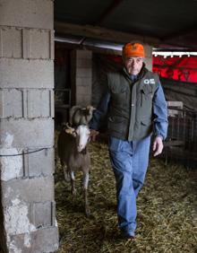 Imagen secundaria 2 - Antonio trabajando en la nave donde tiene estabulado su rebaño, en la Cañada del Lechado.
