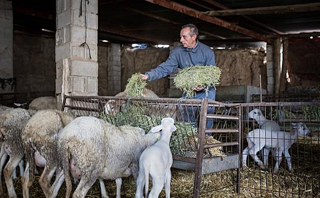 Imagen principal - Antonio trabajando en la nave donde tiene estabulado su rebaño, en la Cañada del Lechado.