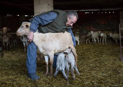 Imagen secundaria 1 - Antonio trabajando en la nave donde tiene estabulado su rebaño, en la Cañada del Lechado.