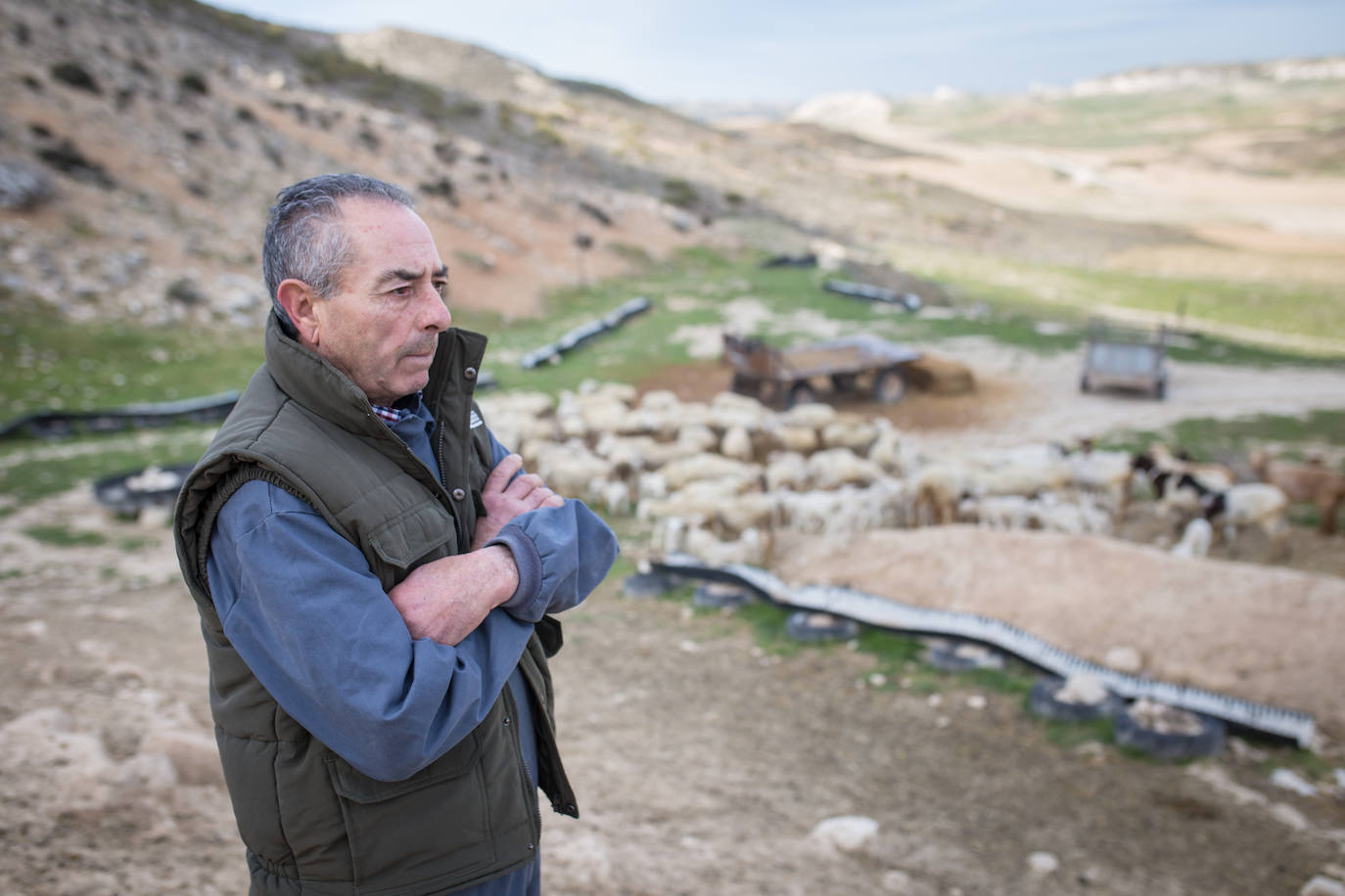 Este cabrero vende su rebaño tras cuarenta años cuidando cordero segureño: «El pastor de garrote debería estar protegido» 