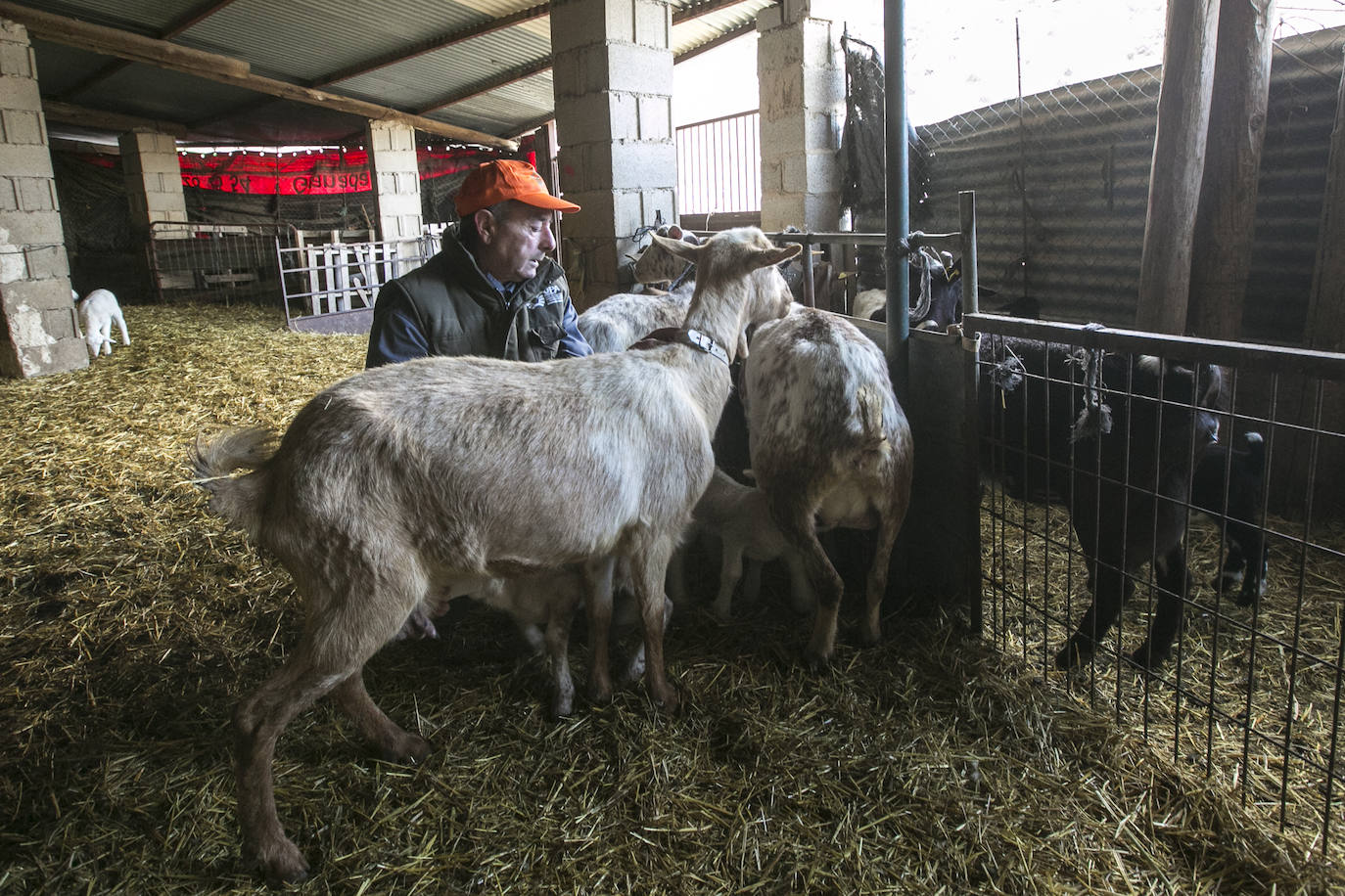 Este cabrero vende su rebaño tras cuarenta años cuidando cordero segureño: «El pastor de garrote debería estar protegido» 