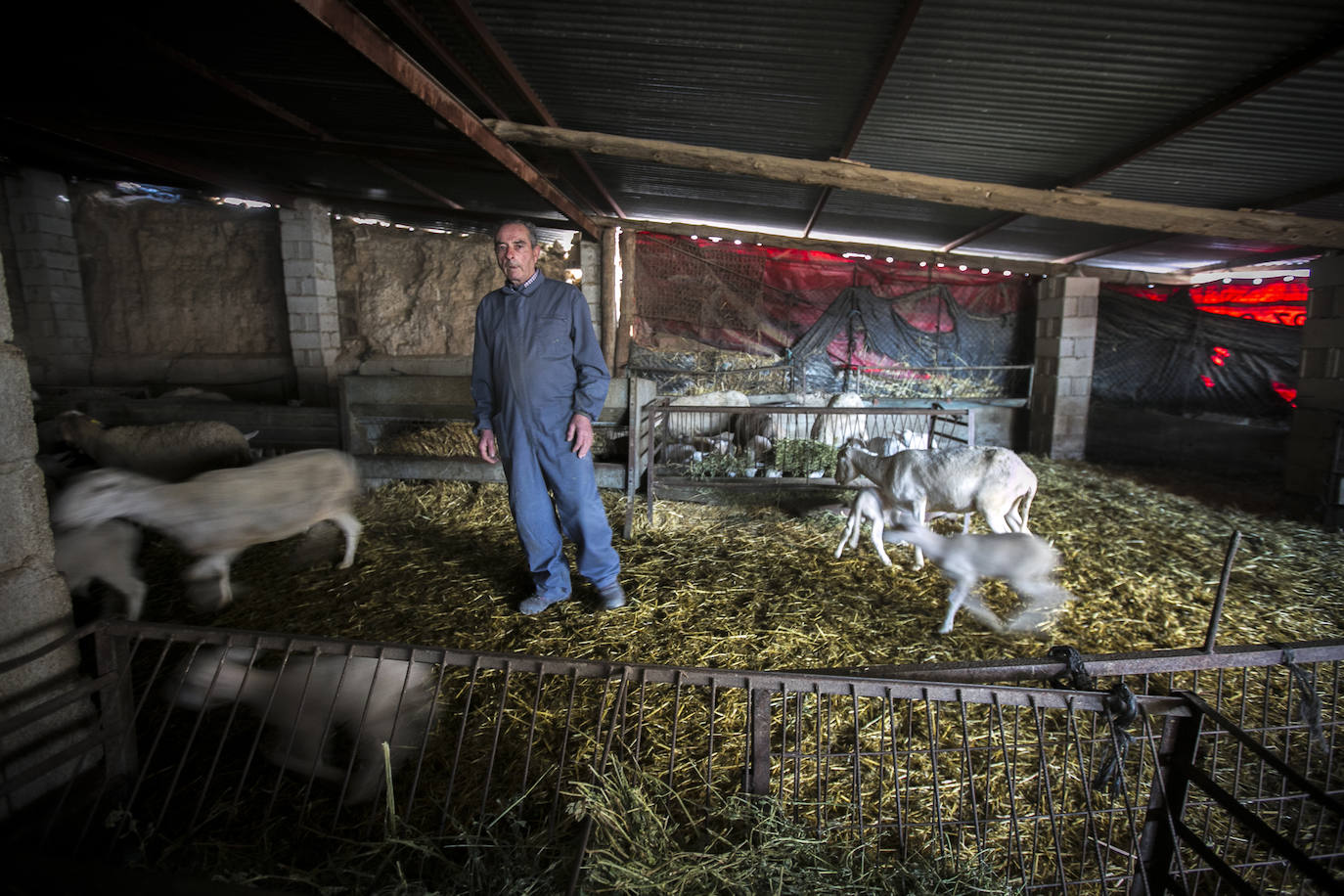 Este cabrero vende su rebaño tras cuarenta años cuidando cordero segureño: «El pastor de garrote debería estar protegido» 