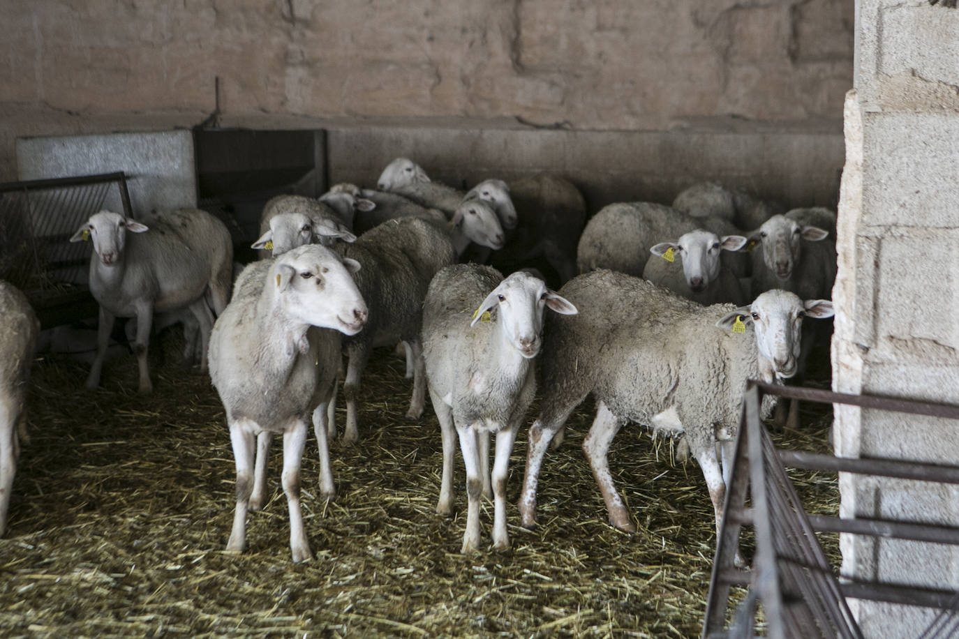Este cabrero vende su rebaño tras cuarenta años cuidando cordero segureño: «El pastor de garrote debería estar protegido» 