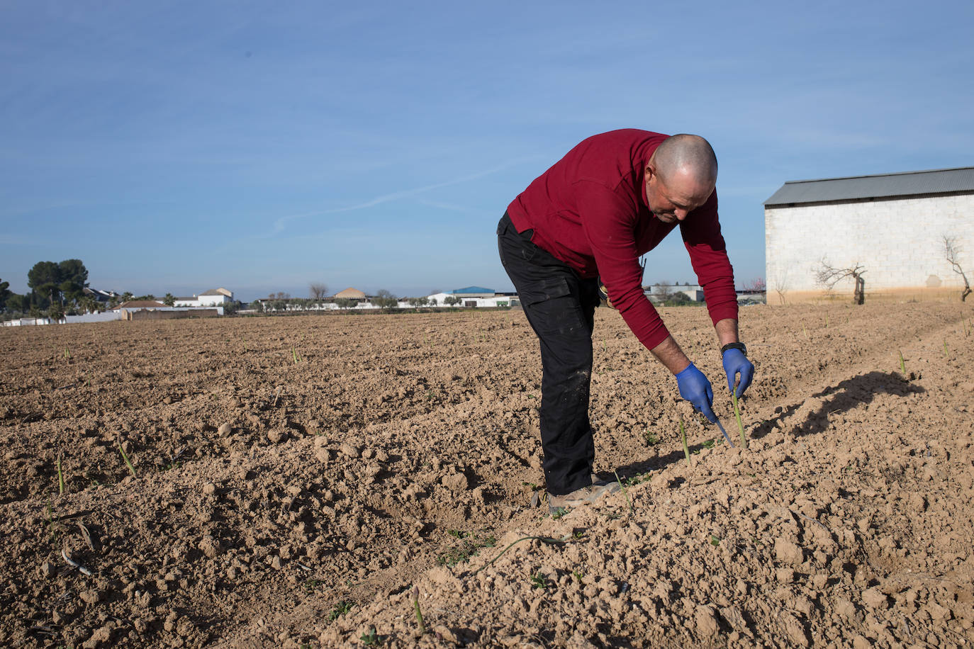 Este agricultor cultiva 400 majales (20 hectáreas) de espárragos entre Láchar y Valderrubio. «Si esto no cambia mucho;en cuanto ponga orden en las pólizas, me retiro», asegura 