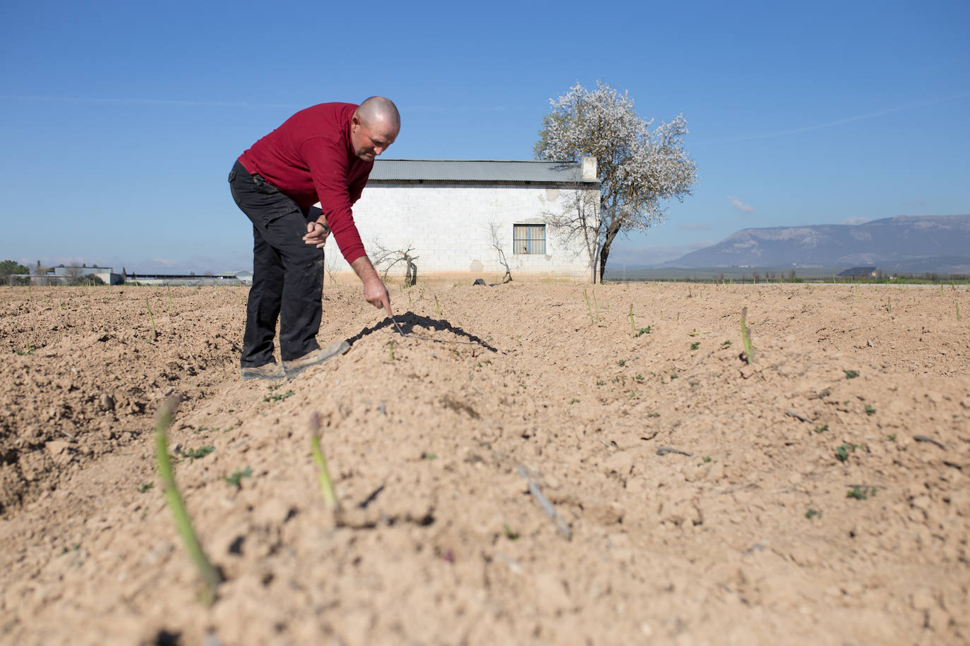 Este agricultor cultiva 400 majales (20 hectáreas) de espárragos entre Láchar y Valderrubio. «Si esto no cambia mucho;en cuanto ponga orden en las pólizas, me retiro», asegura 
