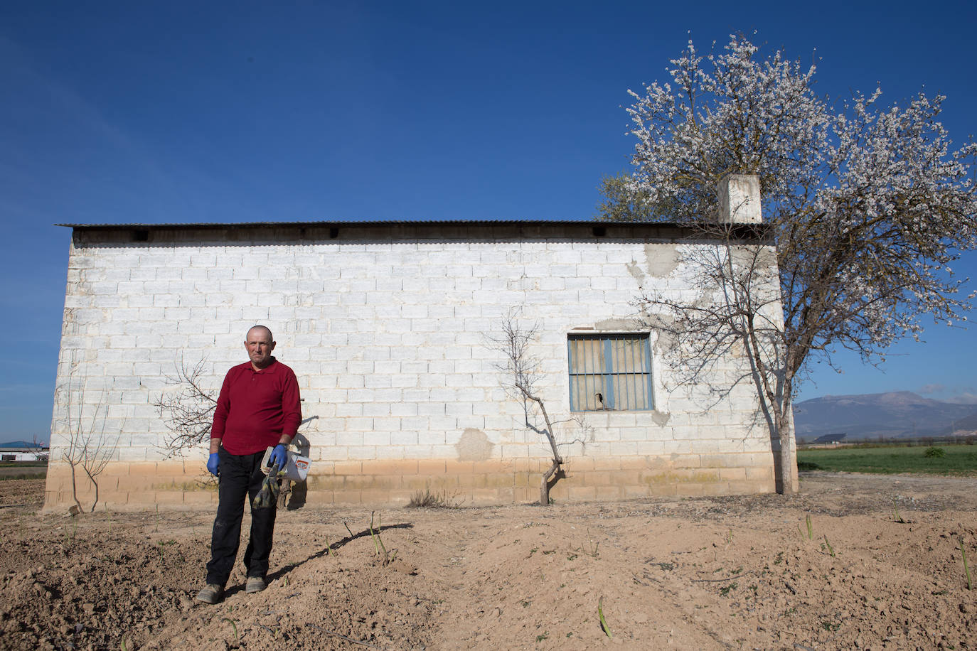 Este agricultor cultiva 400 majales (20 hectáreas) de espárragos entre Láchar y Valderrubio. «Si esto no cambia mucho;en cuanto ponga orden en las pólizas, me retiro», asegura 