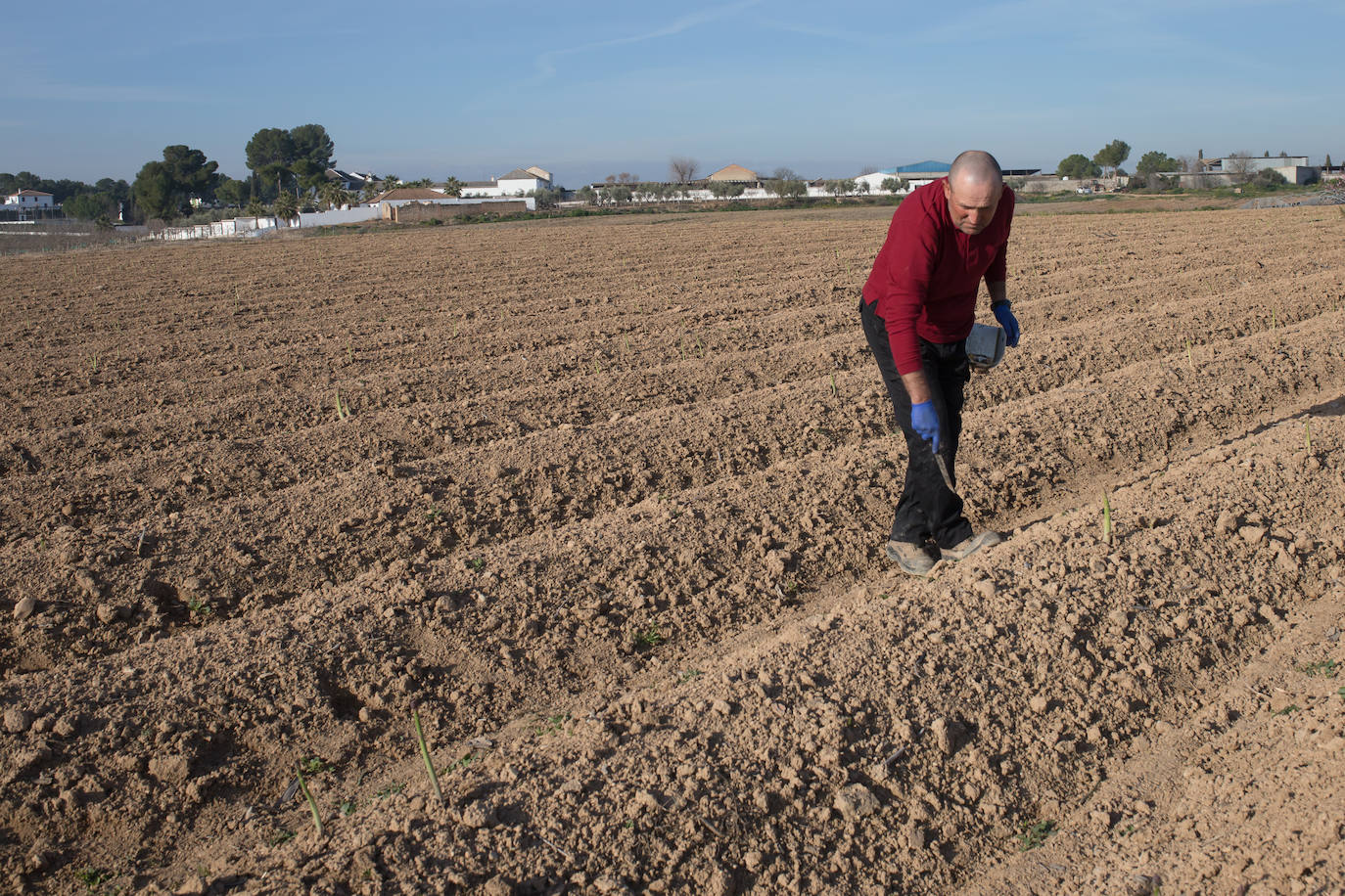 Este agricultor cultiva 400 majales (20 hectáreas) de espárragos entre Láchar y Valderrubio. «Si esto no cambia mucho;en cuanto ponga orden en las pólizas, me retiro», asegura 