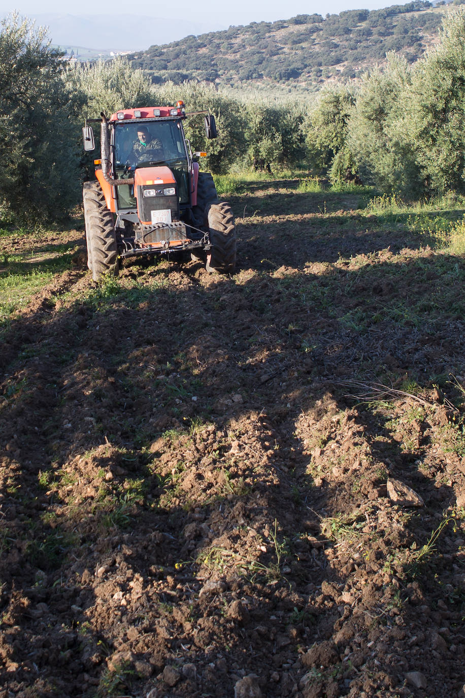 Imagen secundaria 2 - Fernando Pulido empieza su tarea en el campo al amanecer. Una vez finalizada la campaña de la aceituna, en estas semanas se está centrando en labrar la tierra.