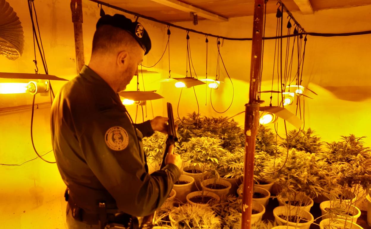 Incautación de marihuana en la provincia de Granada. 