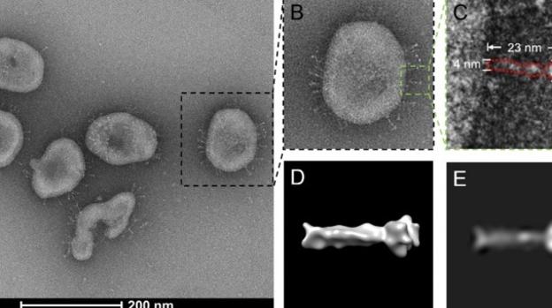 Imágenes en detalle de las células del coronavirus.