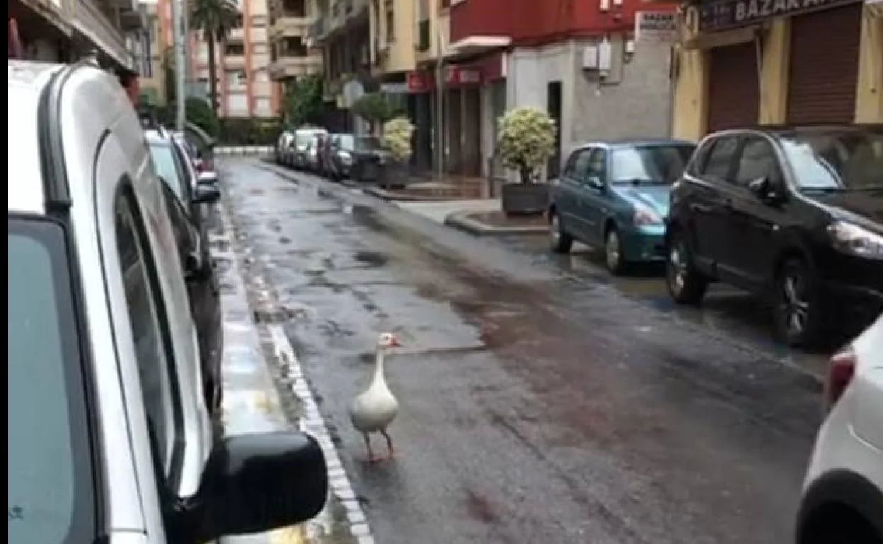 Una oca se pasea por una calle el centro de Motril en estado de alarma por el coronavirus