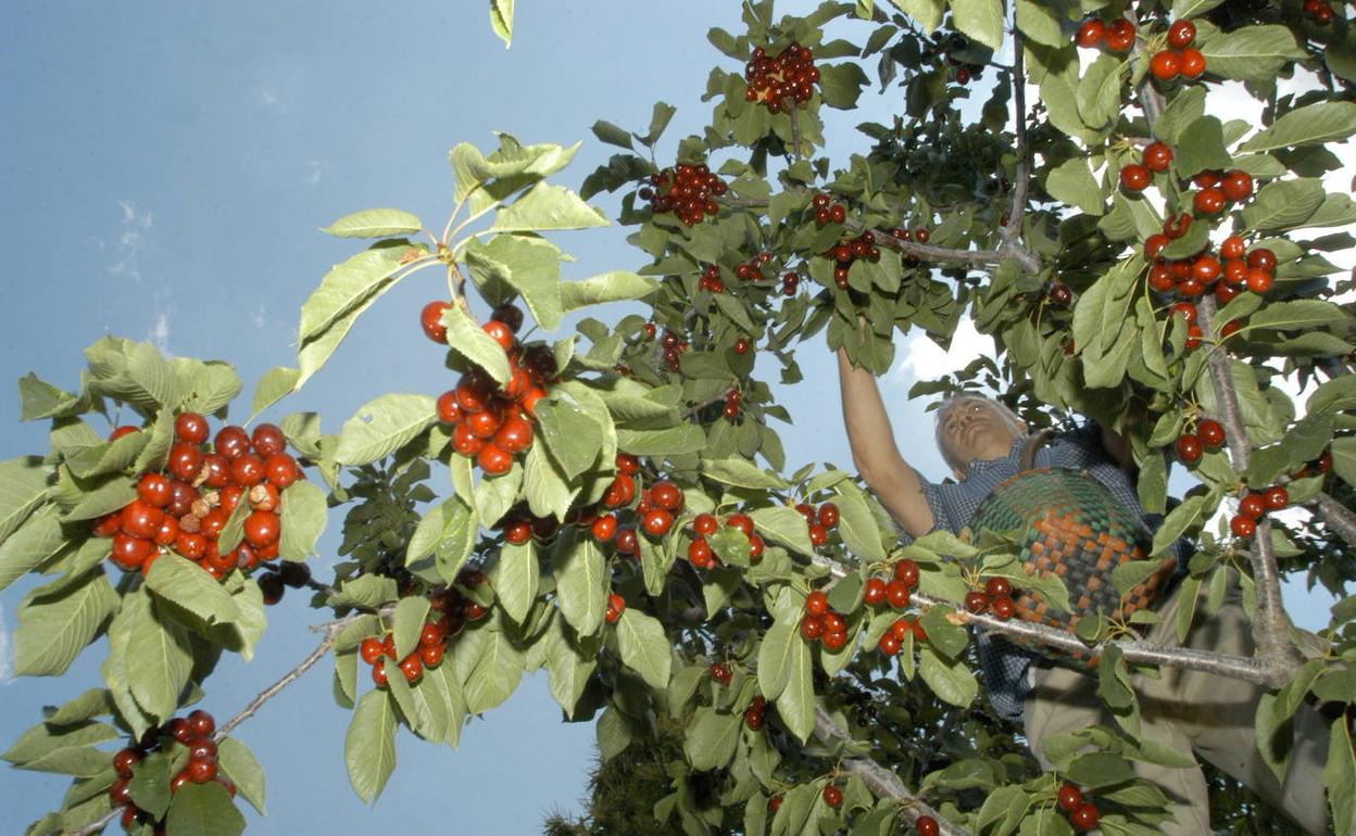 La próxima campaña de recogida importante en volumen en la provincia es la de la cereza. 