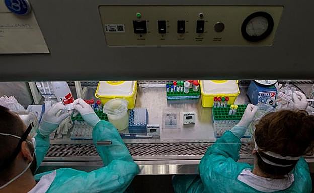 Descubren en murciélagos seis nuevos coronavirus, ninguno «estrechamente» relacionado con la Covid-19