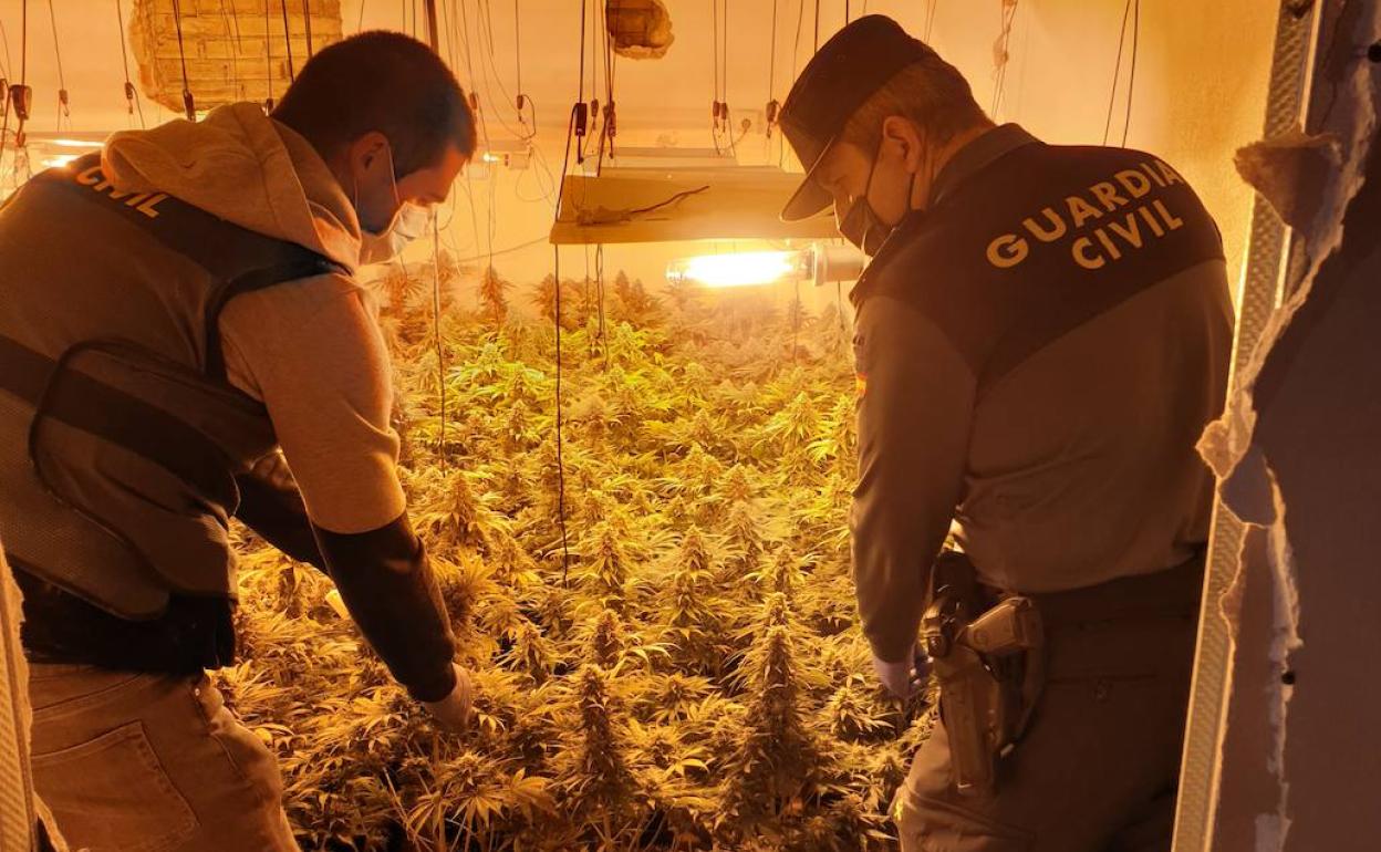 Cinco grandes invernaderos en Granada de marihuana descubiertos en dos operaciones de la Guardia Civil