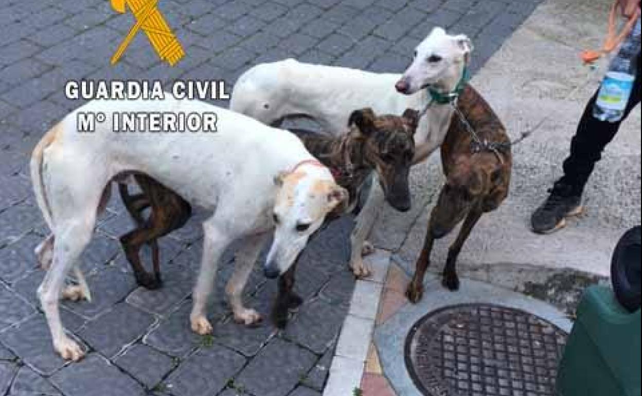 Perros utilizados por los cazadores furtivos. 