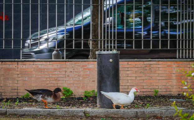 Imagen. Los patos, reyes del parque.