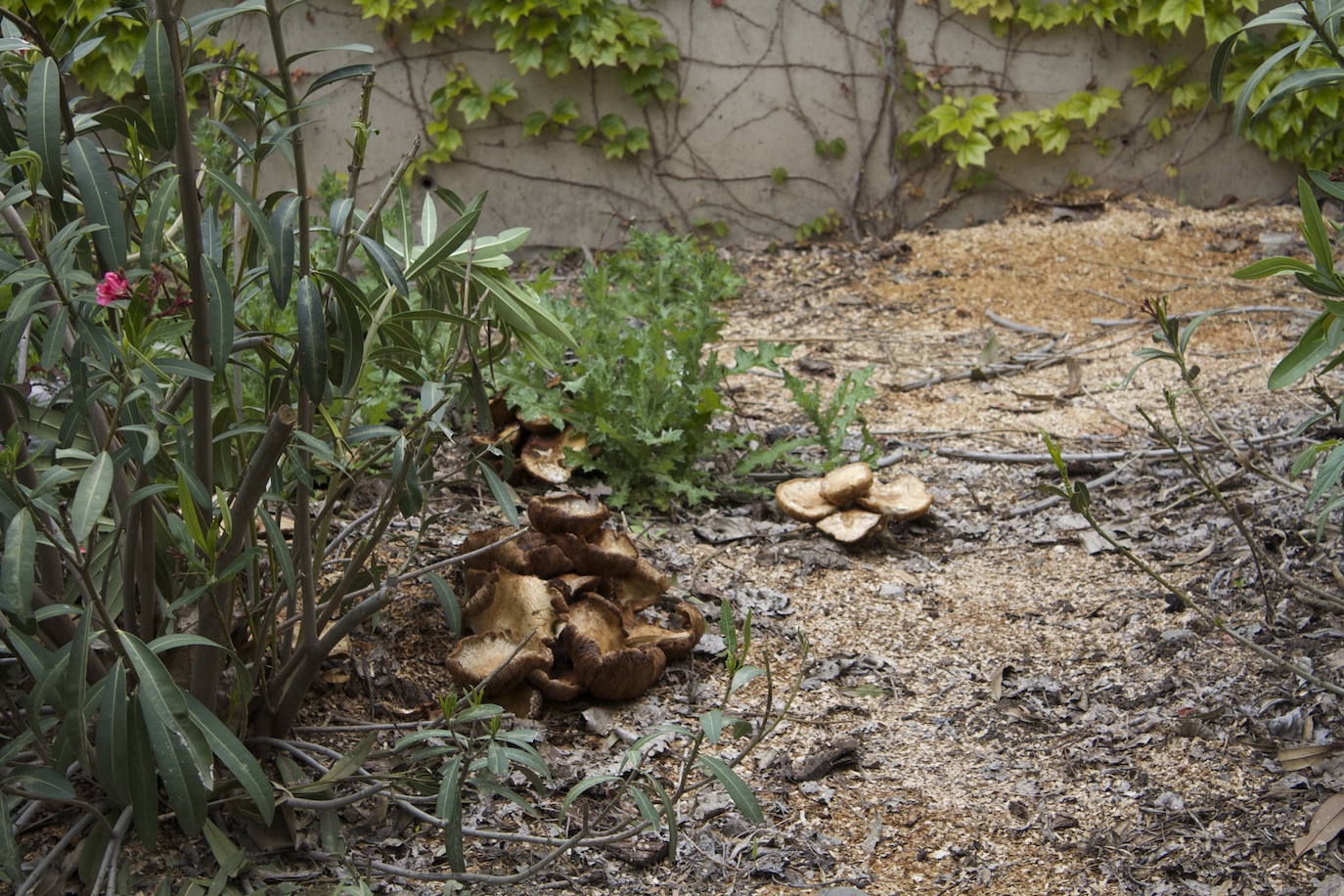 Fotos: Los patos se han hecho con el parque García Lorca