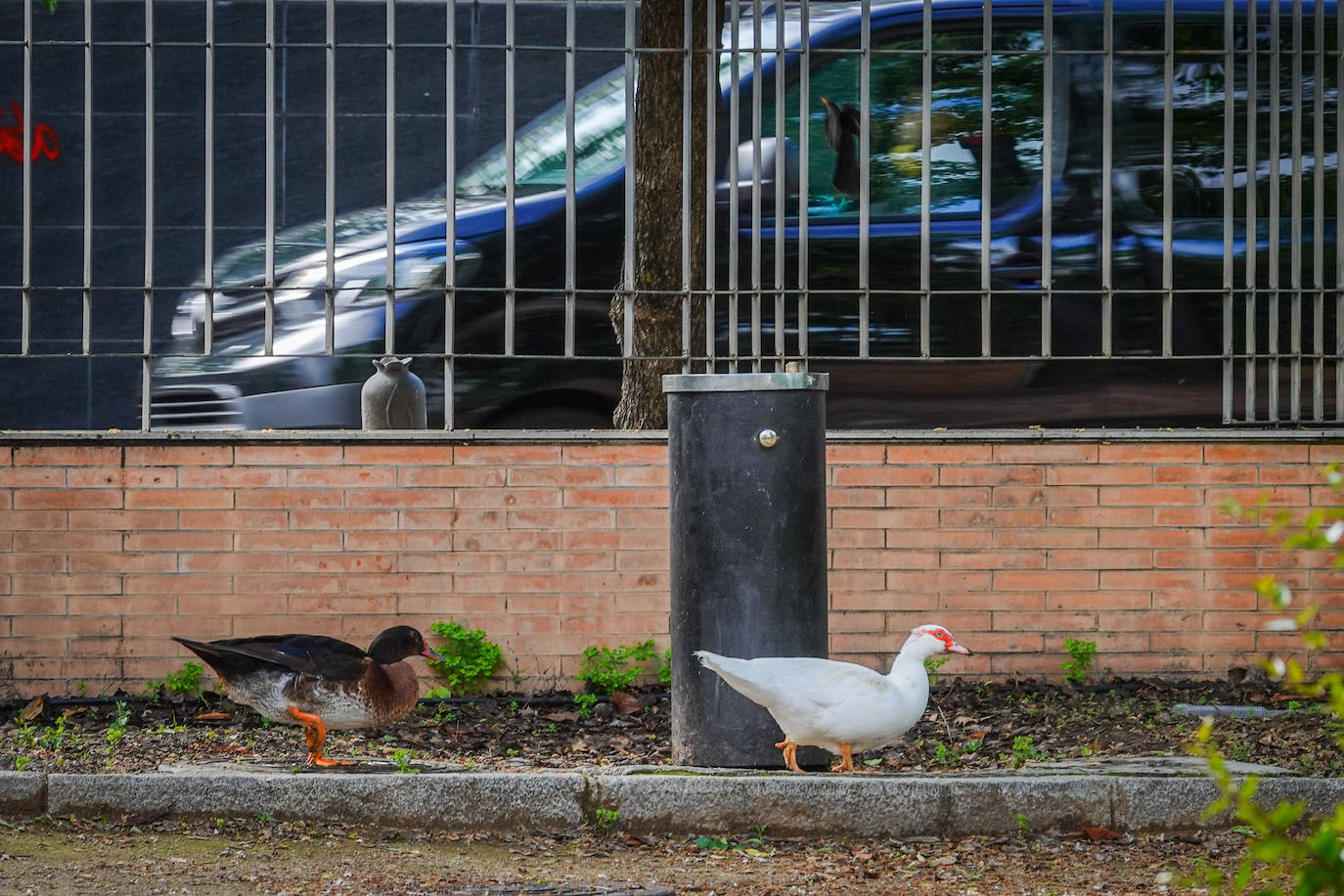 Fotos: Los patos se han hecho con el parque García Lorca