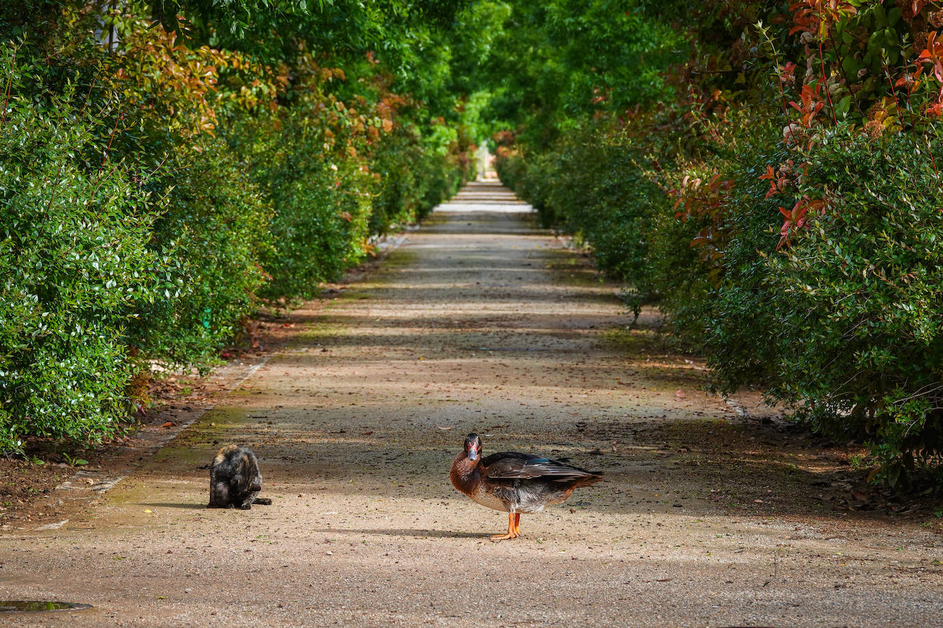 Fotos: Los patos se han hecho con el parque García Lorca