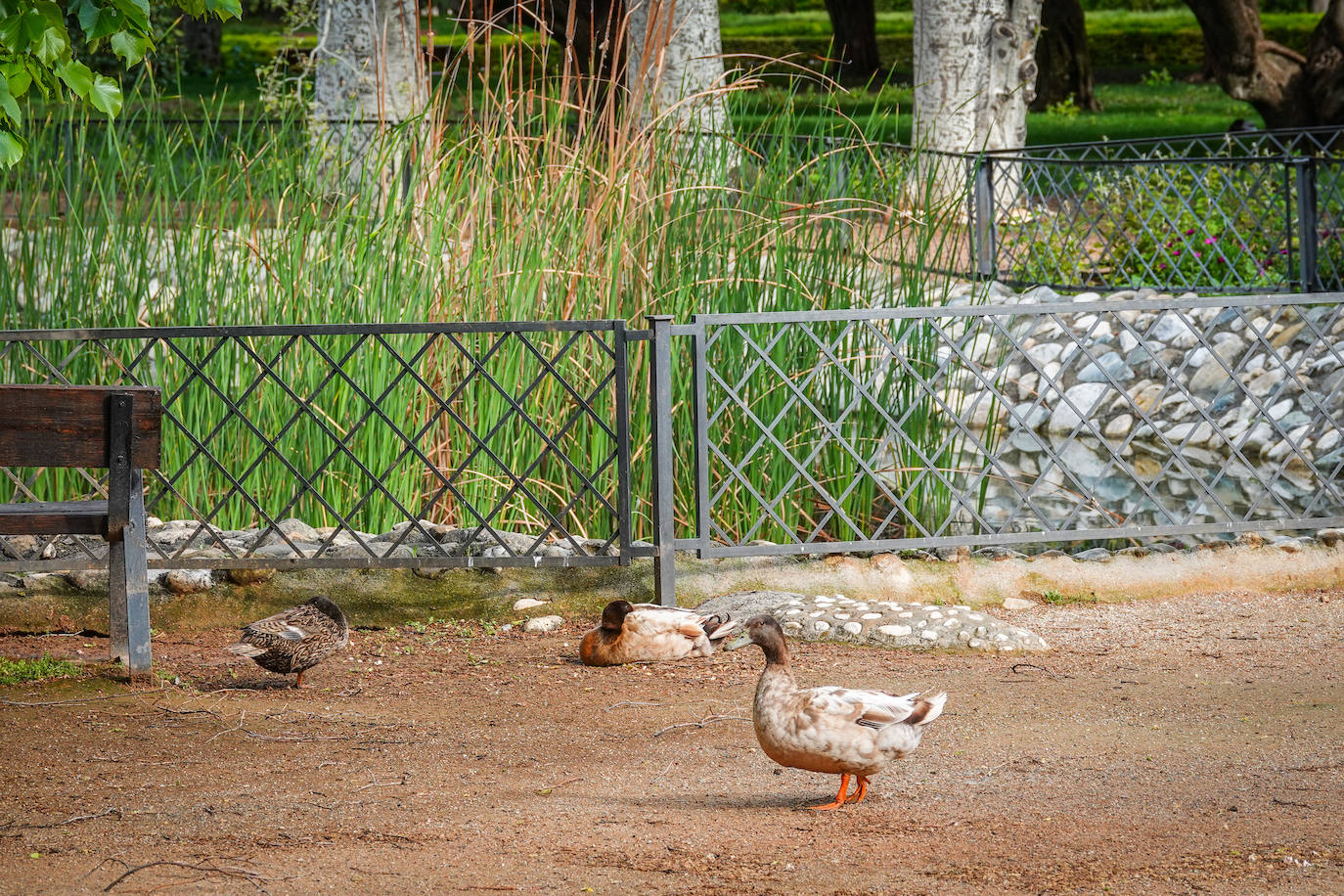 Fotos: Los patos se han hecho con el parque García Lorca