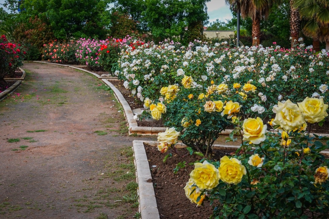 Las flores comienzan a abrirse camino en el Parque García Lorca sin visitantes que puedan disfrutar de ellas por el confinamiento