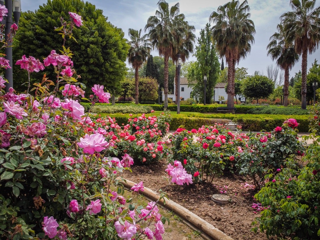 Las flores comienzan a abrirse camino en el Parque García Lorca sin visitantes que puedan disfrutar de ellas por el confinamiento