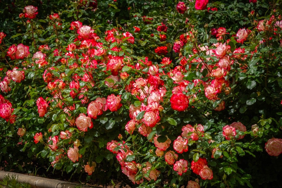 Las flores comienzan a abrirse camino en el Parque García Lorca sin visitantes que puedan disfrutar de ellas por el confinamiento