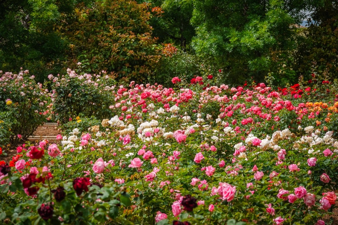 Las flores comienzan a abrirse camino en el Parque García Lorca sin visitantes que puedan disfrutar de ellas por el confinamiento