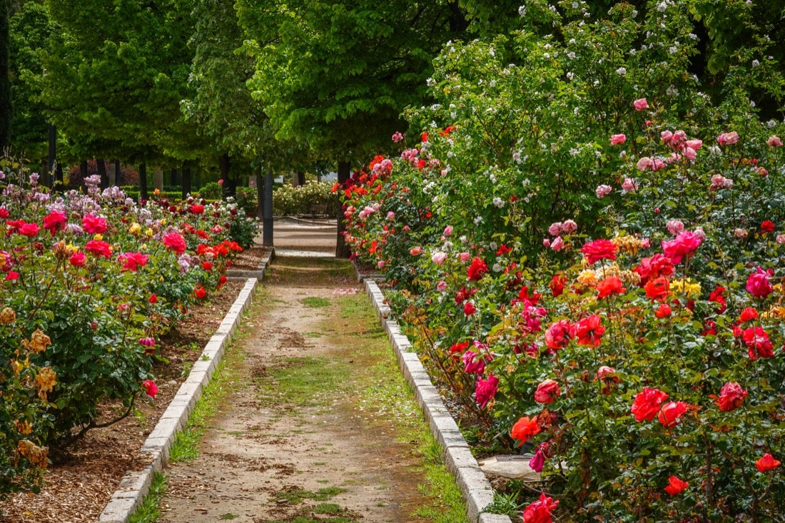 Las flores comienzan a abrirse camino en el Parque García Lorca sin visitantes que puedan disfrutar de ellas por el confinamiento