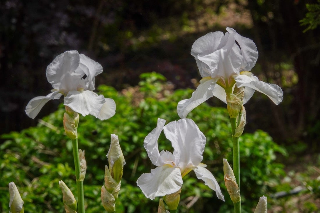 Las flores comienzan a abrirse camino en el Parque García Lorca sin visitantes que puedan disfrutar de ellas por el confinamiento