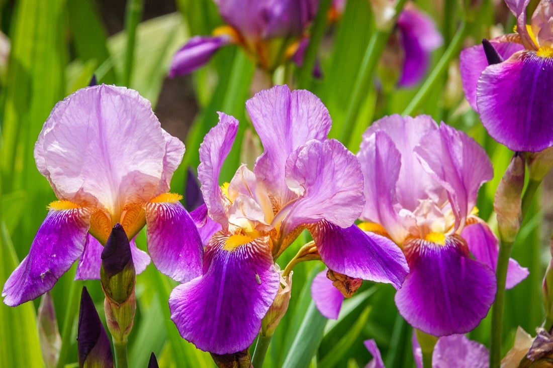 Las flores comienzan a abrirse camino en el Parque García Lorca sin visitantes que puedan disfrutar de ellas por el confinamiento