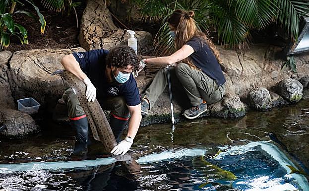 Los acuaristas Juan y Ángela curan las heridas que tiene en la cola un tiburón de la especie Stegostoma fasciatum.