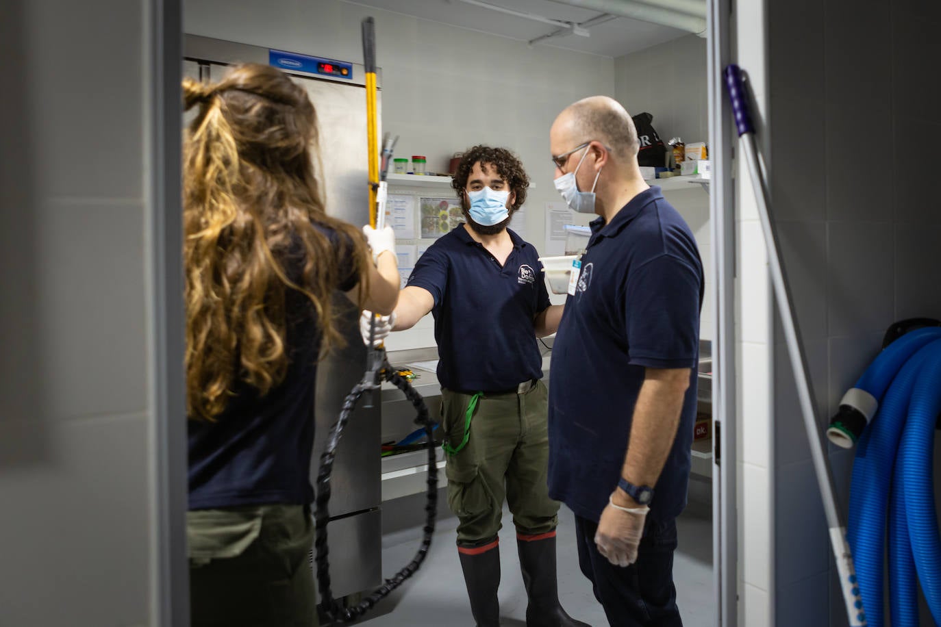 Imagen secundaria 1 - Arriba, Sondando un caballito de mar de la especie Hippocampus reidi. Abajo, organizando la tarea y uno de los lémures.