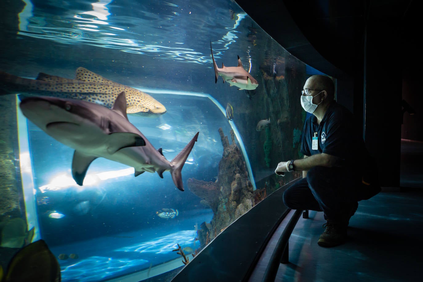 Supervisando el acuario.