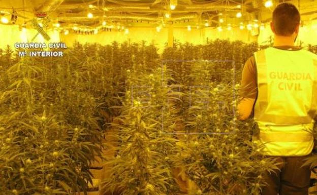 Imagen de archivo de una plantación de marihuana. 