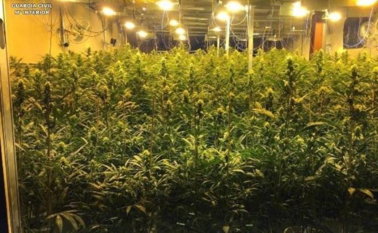 Plantación de marihuana. 