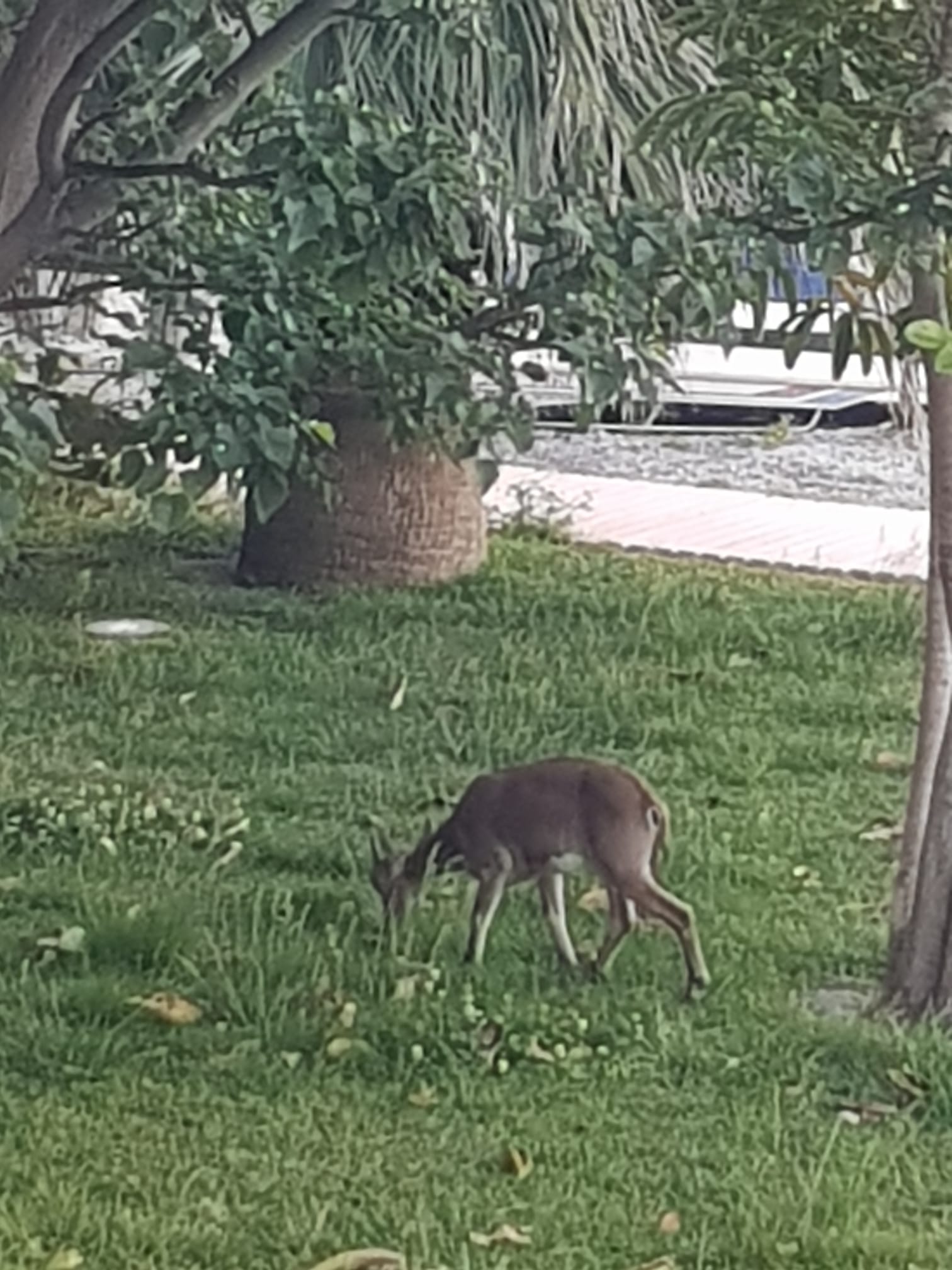 Imágenes de confinamiento: animales ganando terreno a los humanos, en este caso en pleno Mediterráneo