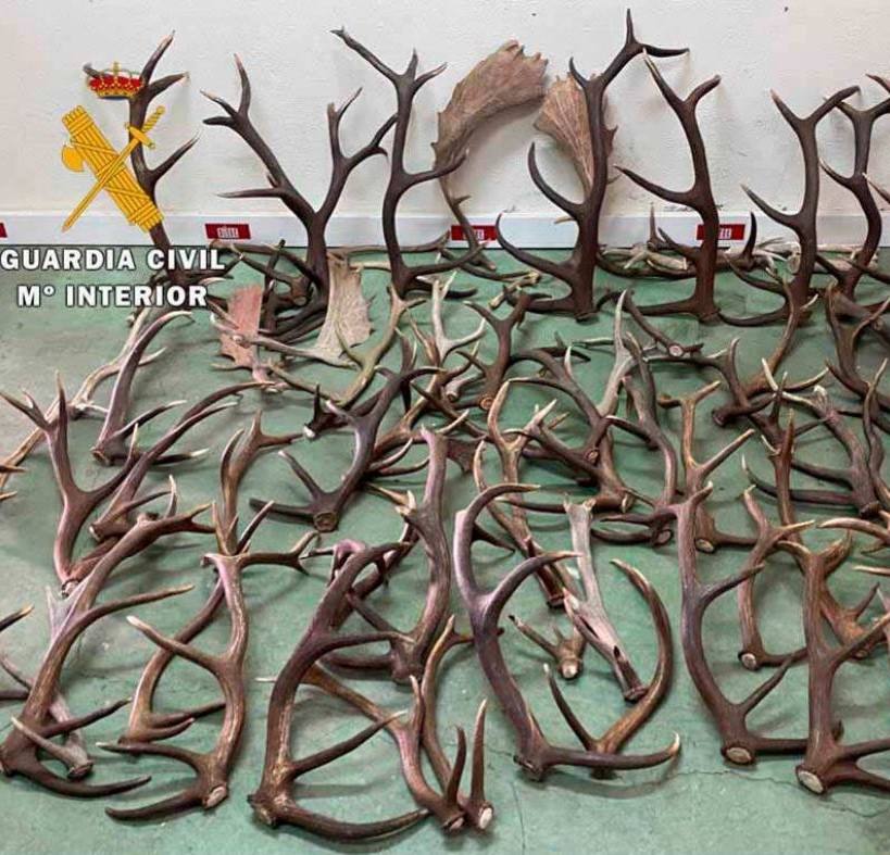 Cuernas intervenidas por la Guardia Civil. 