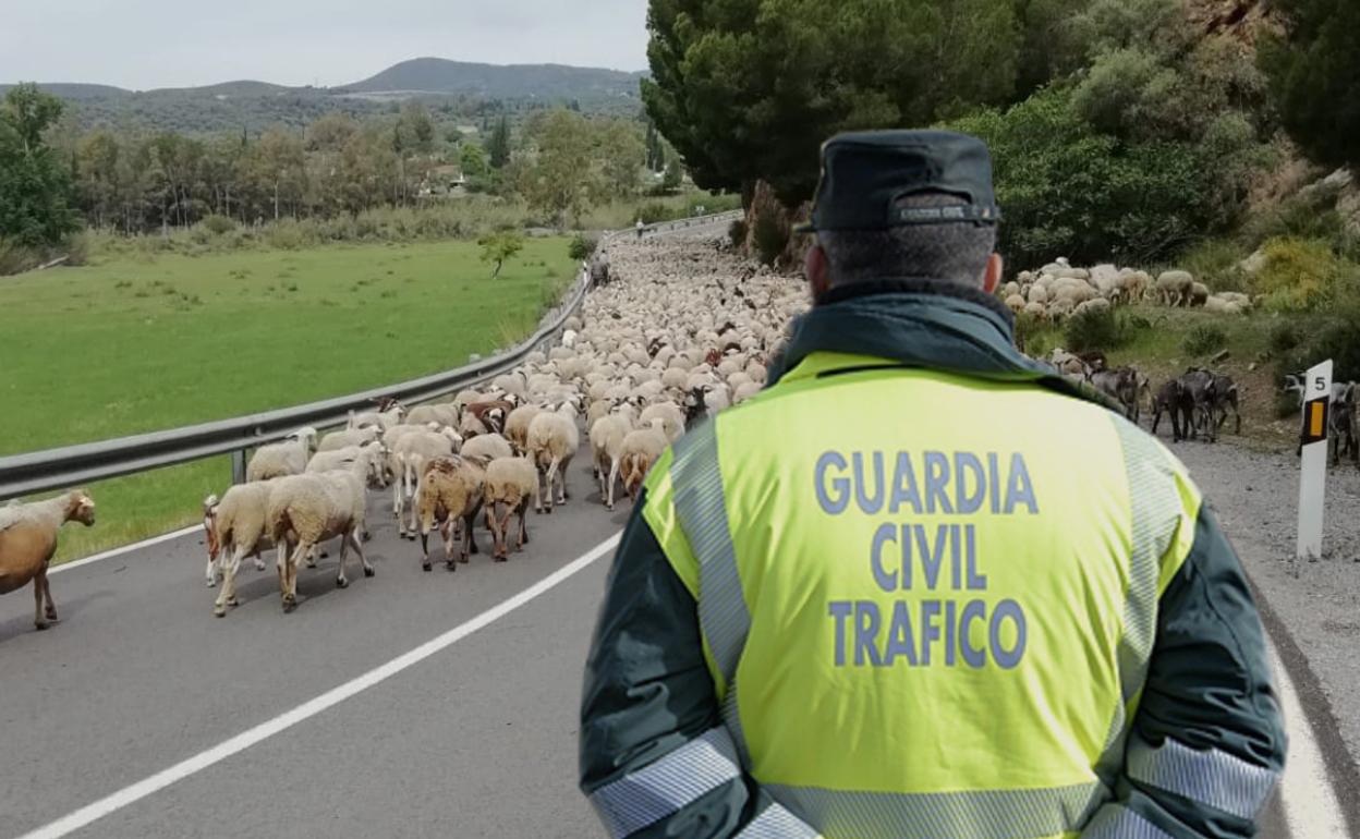 Un pastor de Granada moviliza en plena fase 0 a la Guardia Civil para trasladar a sus ovejas