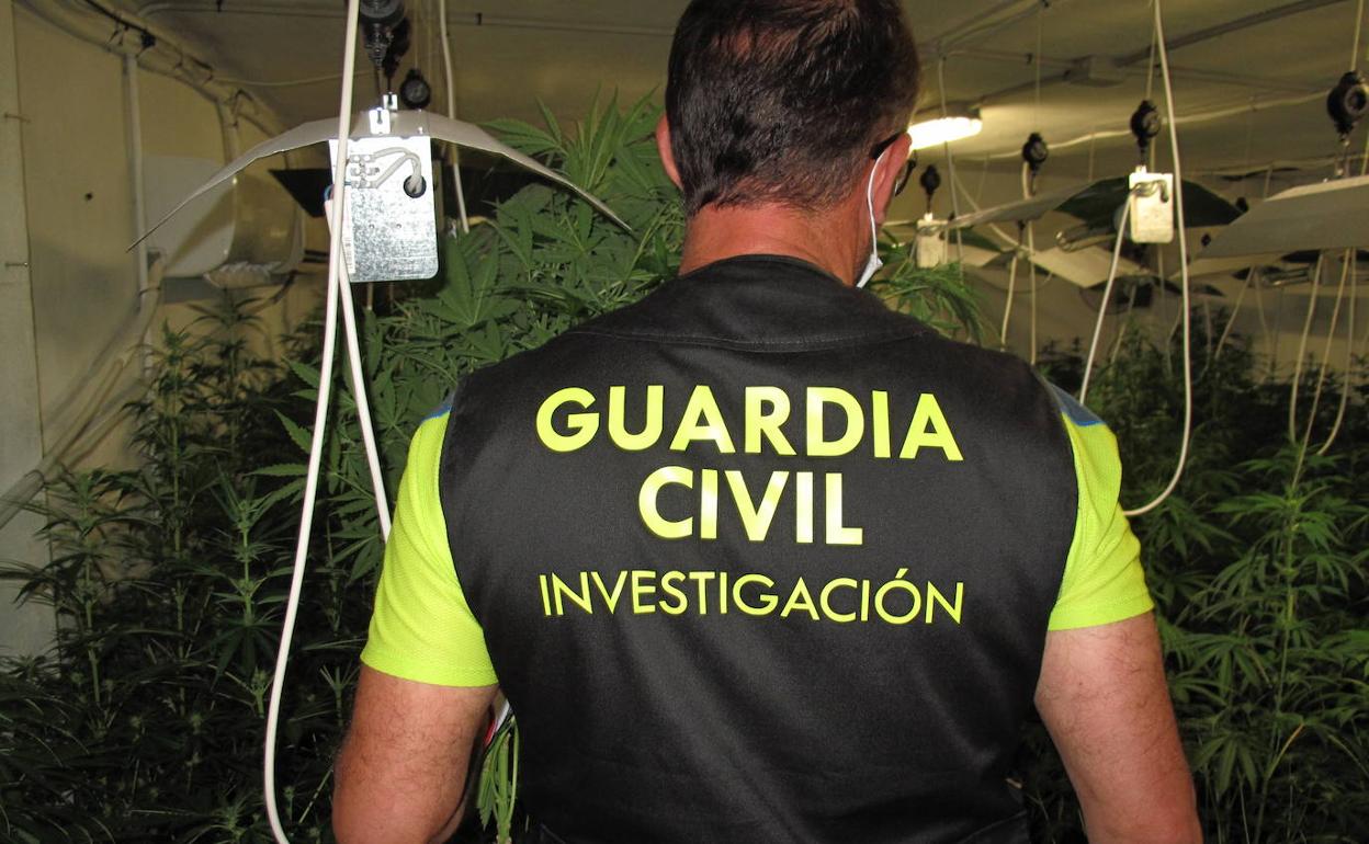 La Guardia Civil sigue luchando contra la marihuana en Granada. 