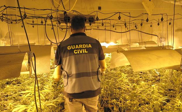 Una macrooperación en Granada contra la marihuana deja al descubierto cuatro grandes invernaderos