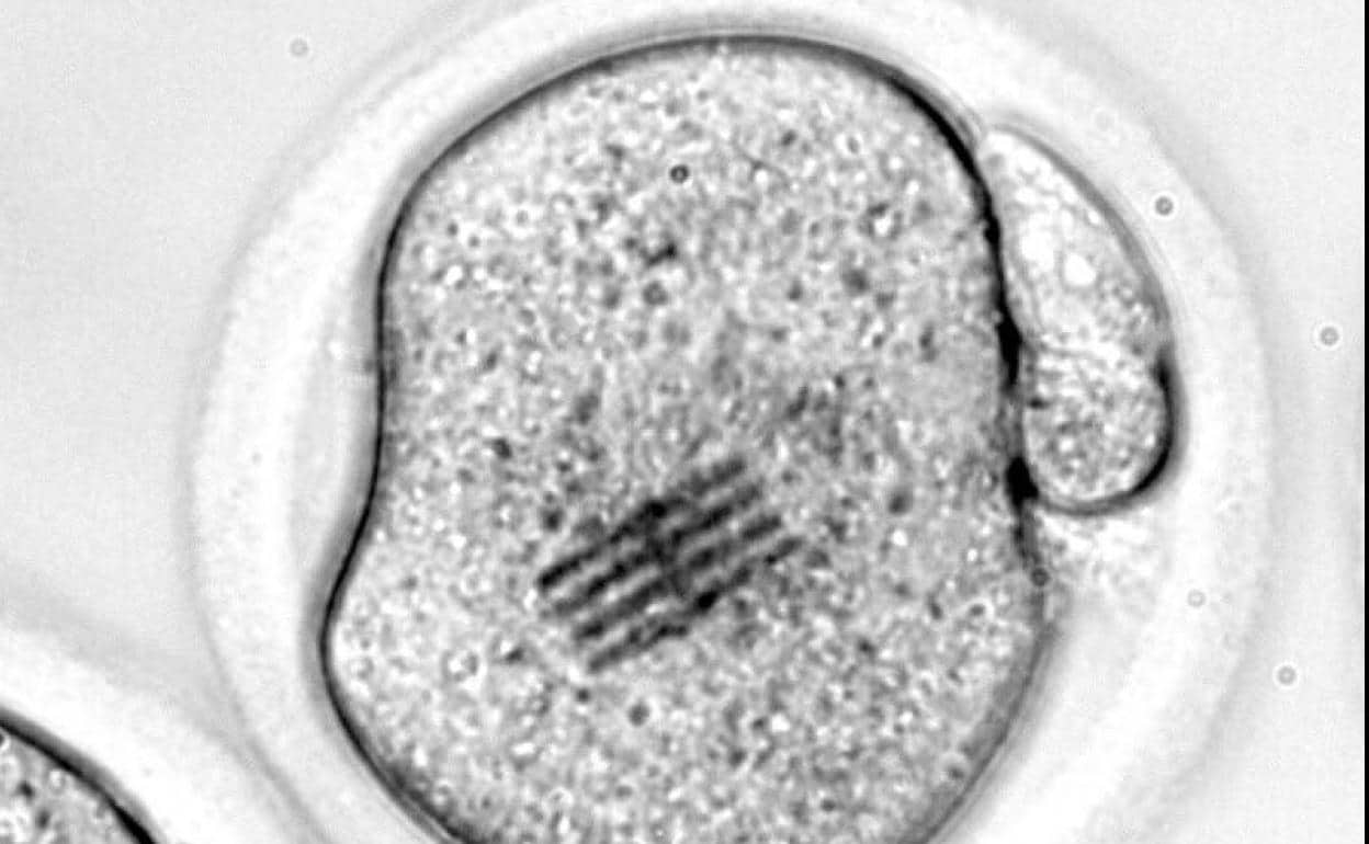 Fabrican chips inyectados en óvulos para medir el desarrollo embrionario