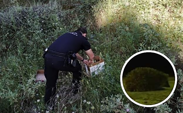 Dos erizos aprovechan el confinamiento para pasearse por Granada