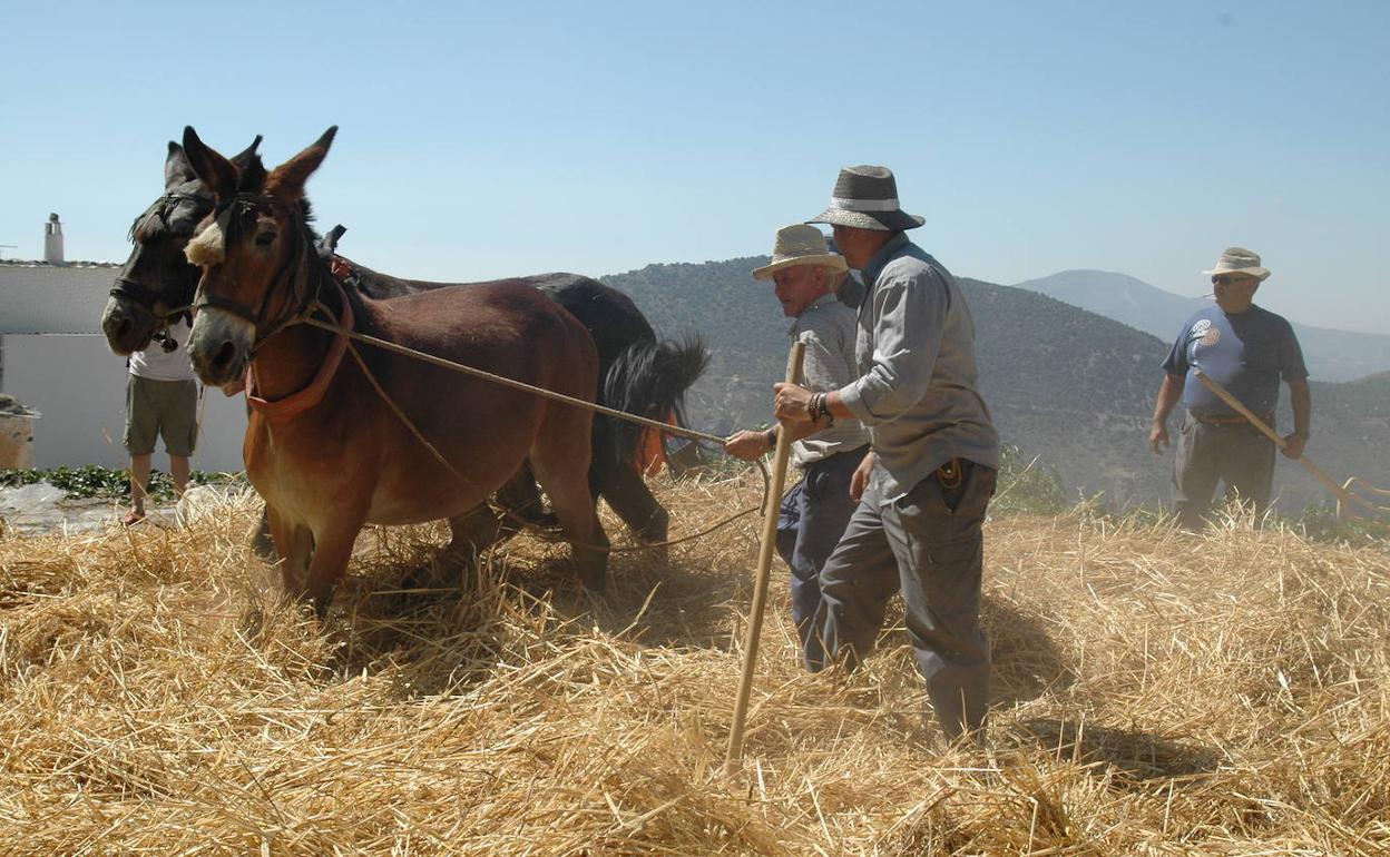 Pórtugos suspende su XXX Fiesta de la Parva y su XXXII Semana Cultura por el coronavirus