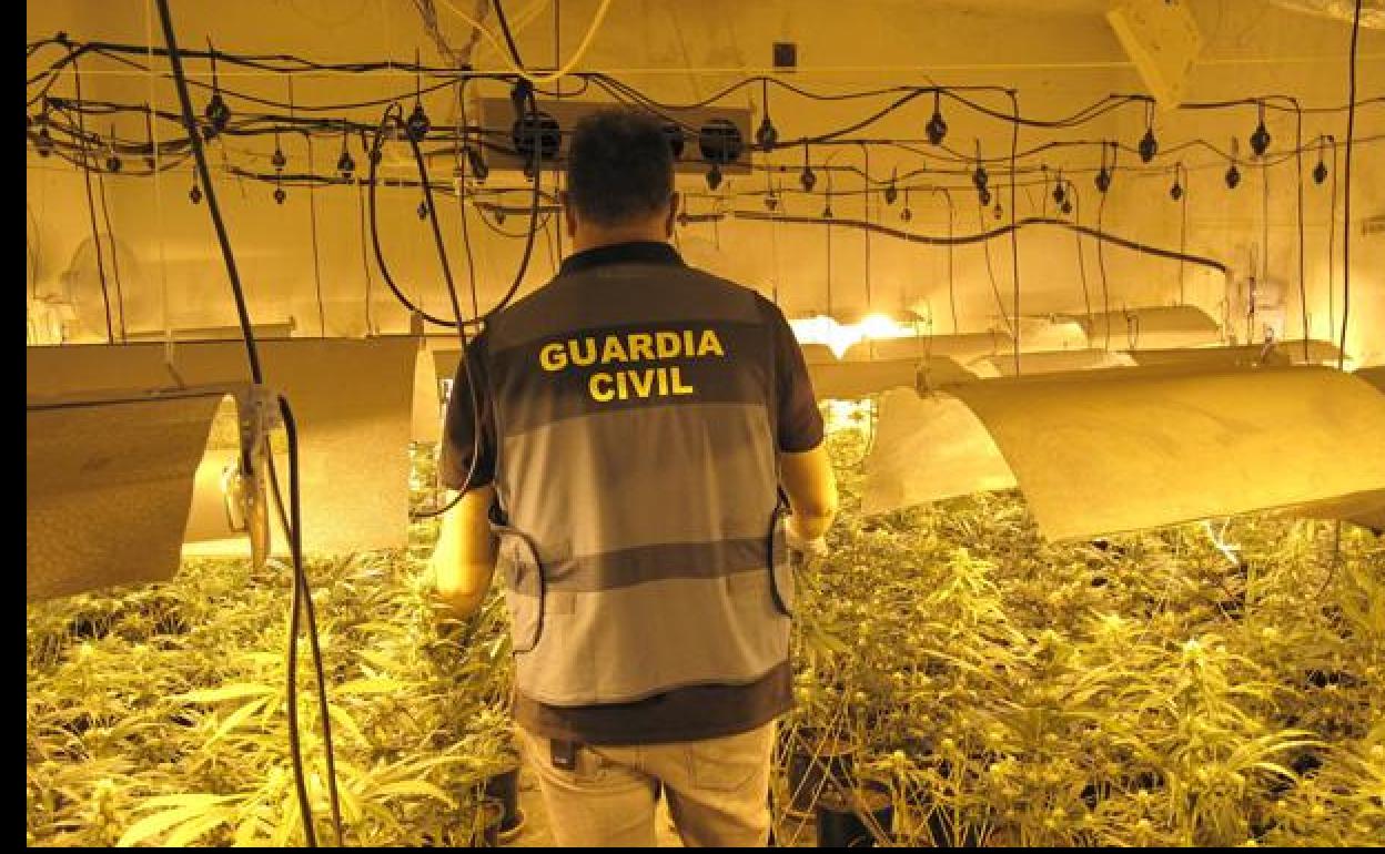 Intervienen más de 5.000 plantas de marihuana en 21 operaciones en Granada