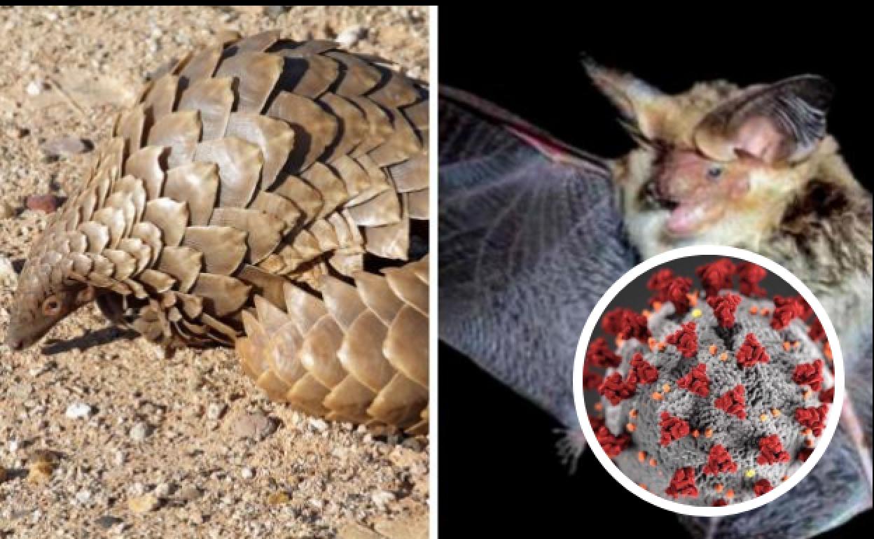 Un estudio confirma el origen del coronavirus SARS-CoV-2