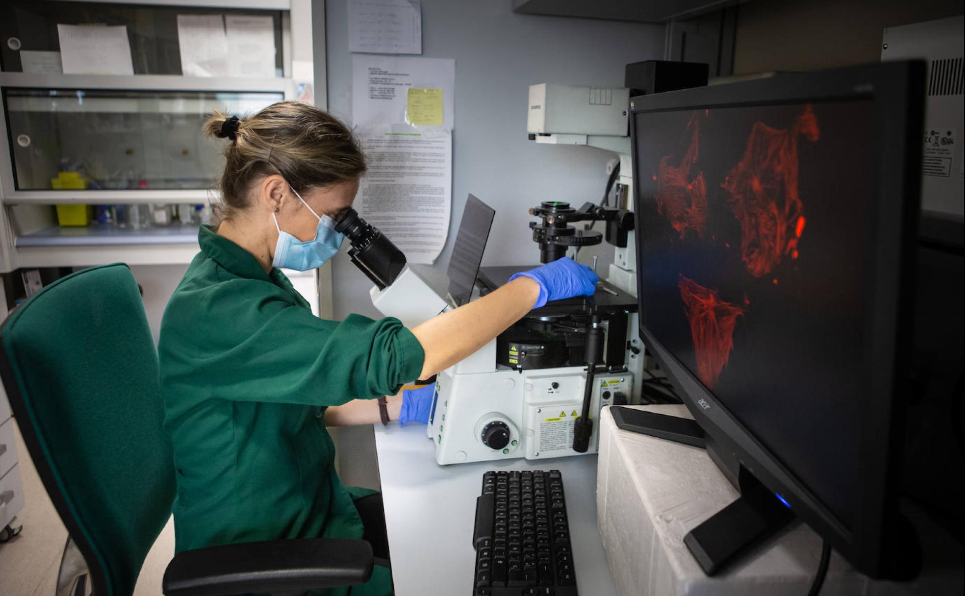 La doctora Elena González observa en el microscopio de fluorescencia muestras de células madre derivadas de tejido adiposo, una de las terapias usadas para tratar a los enfermos de Covid-19 en varios ensayos clínicos.