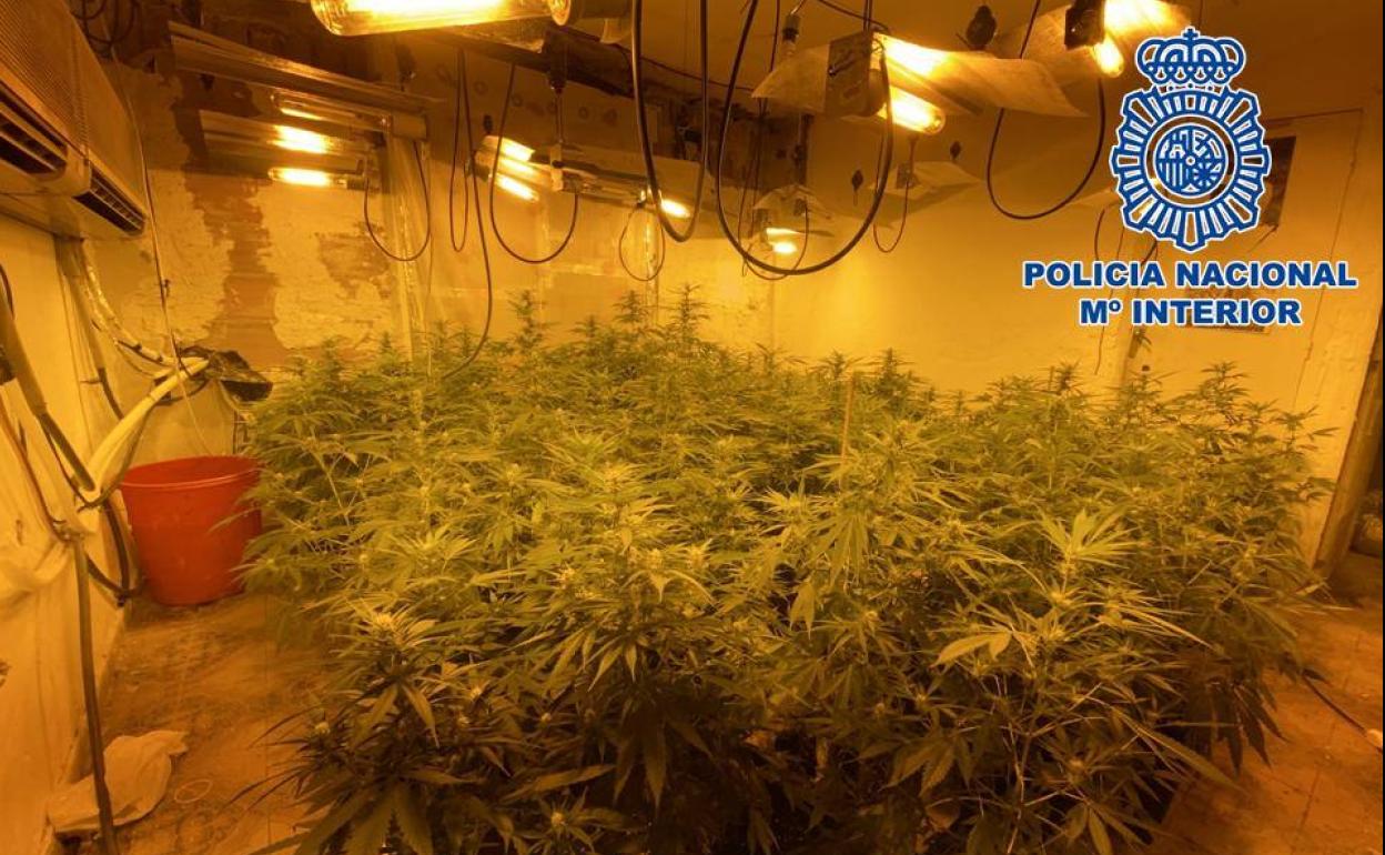 Detenidos Por Tener Una Plantación Ilegal De Marihuana Y Un Enganche Al Fluido Eléctrico En 3947