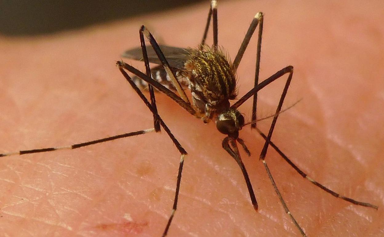 El mosquito 'Aedes japonicus'